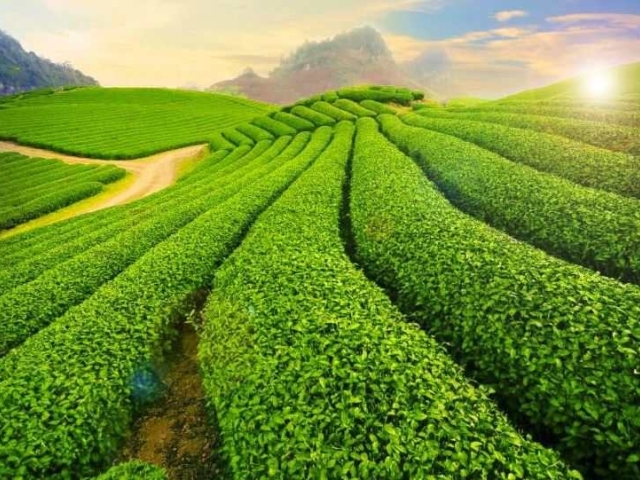 Hà Nội - Mộc Châu